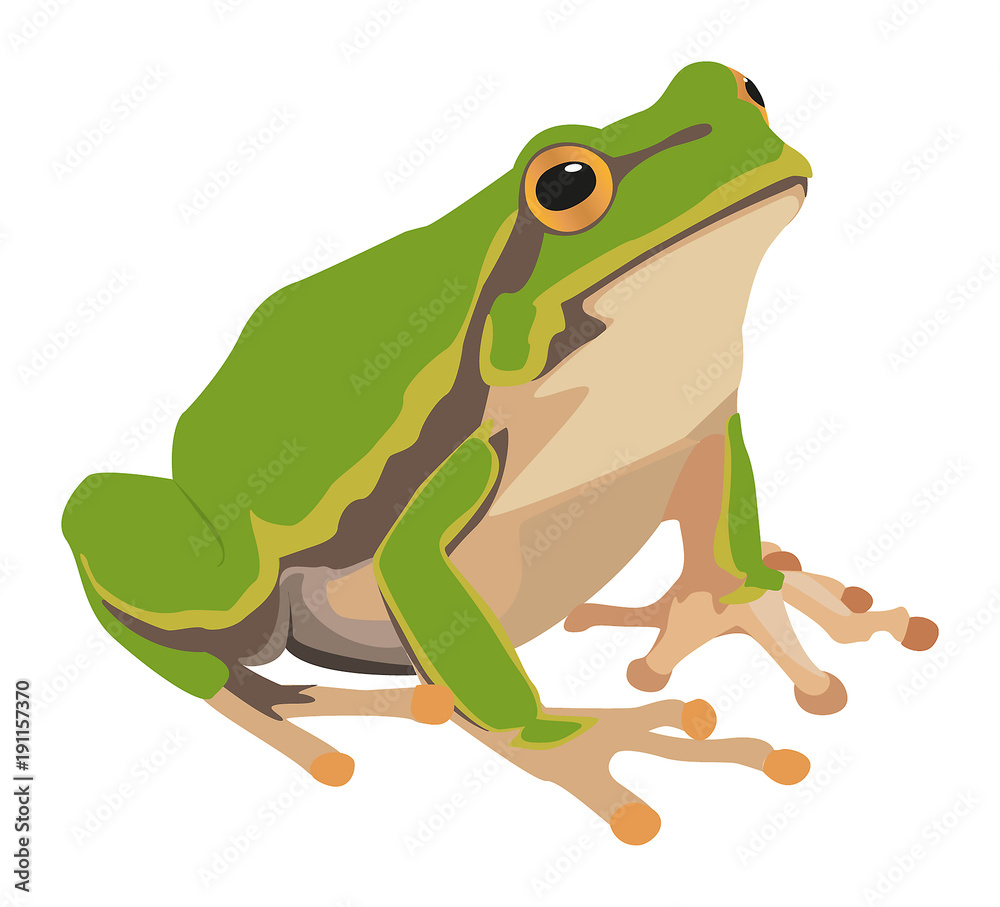 Laubfrosch Laubfrosch