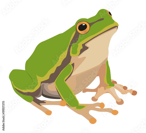 Laubfrosch