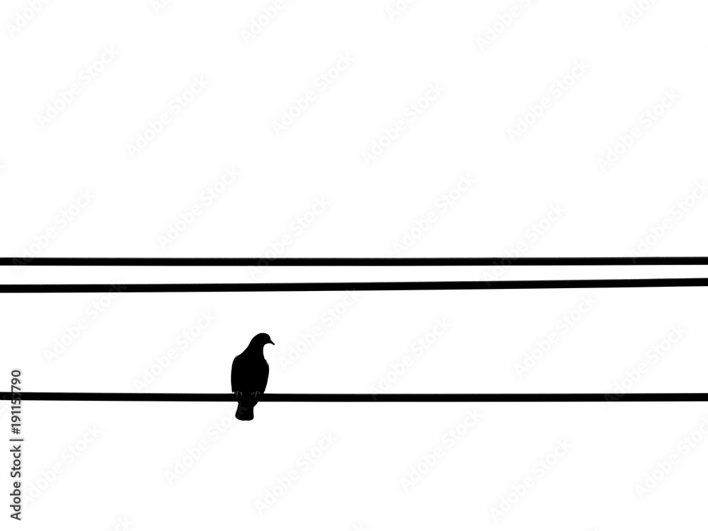 Pigeon bird perching alone on electric wire Pigeon bird perching alone on electric wire