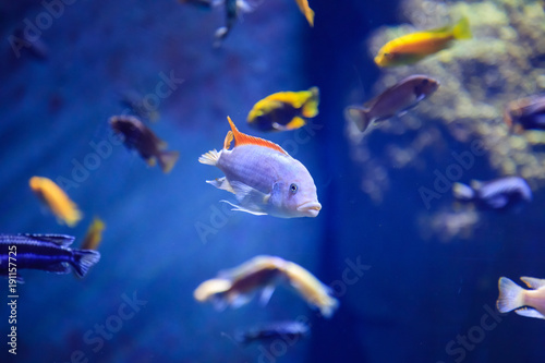 Underwater: Sea Life in blue water © castenoid