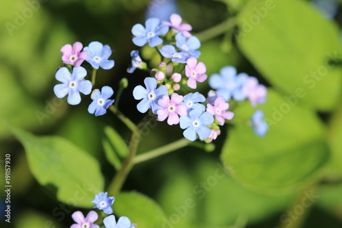 Pink and blue flower