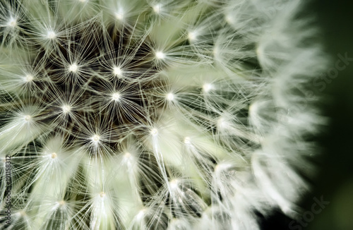 Detail of a dandelion Taraxacum Officinale seed head on green background