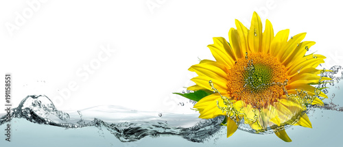 Sunflower flower in water splashes.