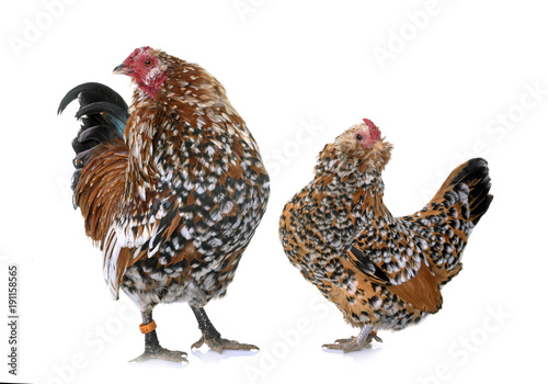 Barbu d'Anvers chicken and rooster