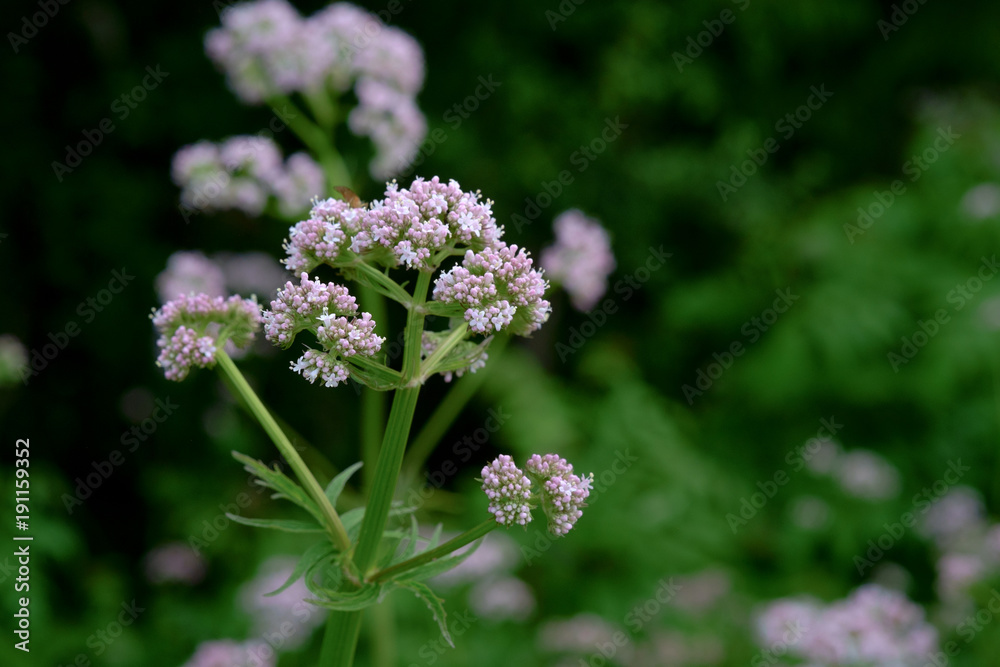 Obraz premium flowering common Valerian