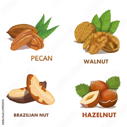 Hazelnut. Brazilian nut. Pecan nut. Walnut. Nut food. Isolated on white background. Healthy nutrition.