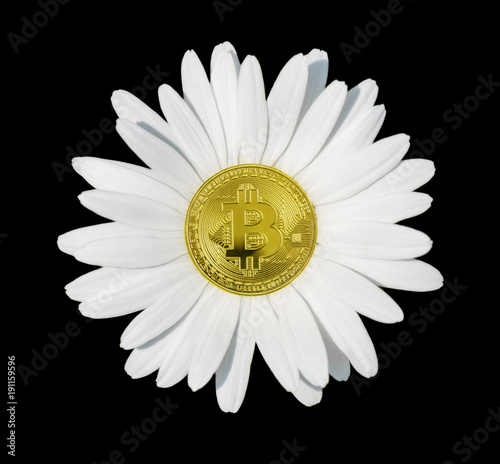 Concept bitcoin - chamomile...