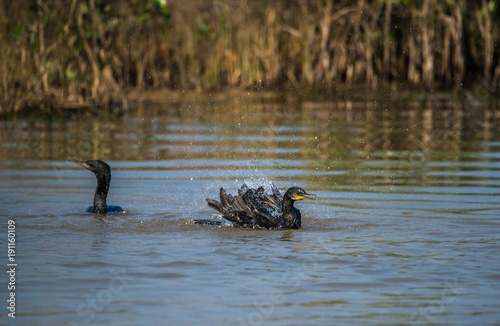 Cormorants splashing water