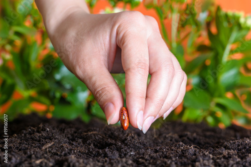 woman's hand planting a bean seed in soil. Closeup