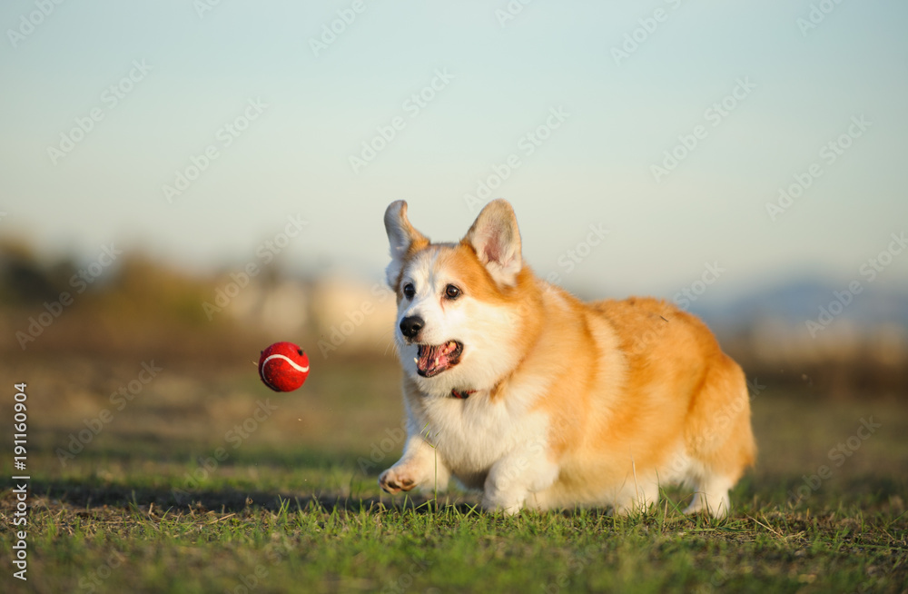 Welsh Pembroke Corgi dog outdoor portrait running after red ball