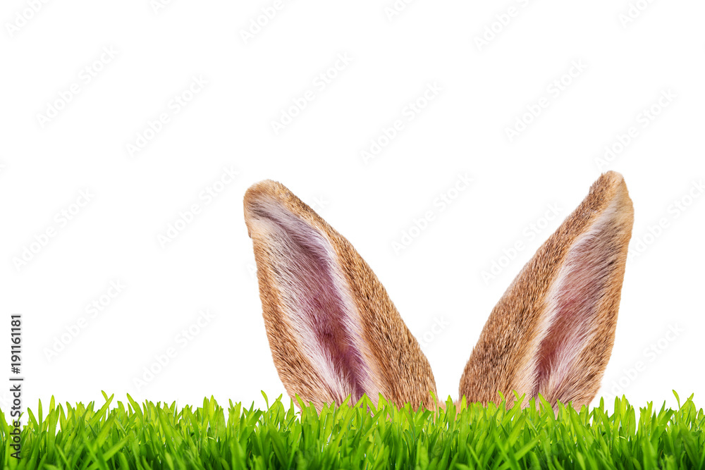 Fototapeta Wielkanocne uszy królika na białym tle