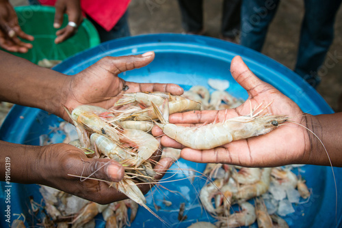 Jumbo shrimps on Zanzibar seafood market