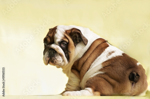 Cute puppy of English Bulldog looks back, © shediva