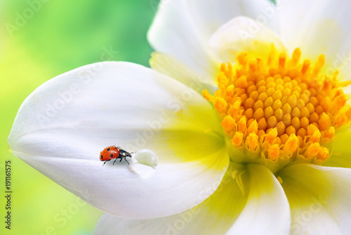 Tropical white flower with yellow stamens, ladybug and transparent drop of water on a green background macro. Colorful elegant graceful expressive image of nature, wallpaper.