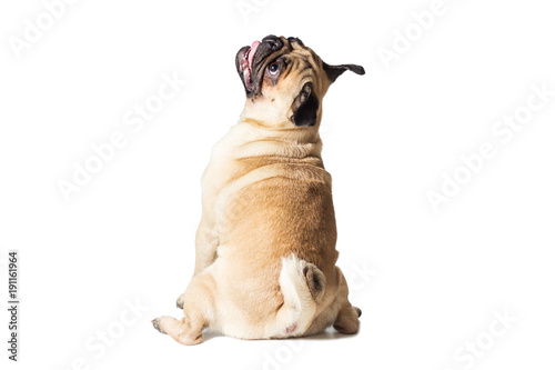 male pug dog isolated on white photo