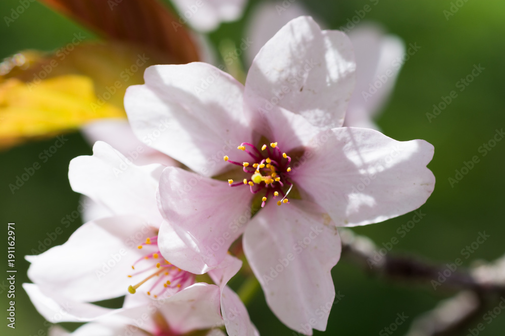 Fototapeta premium 満開のサクラの花