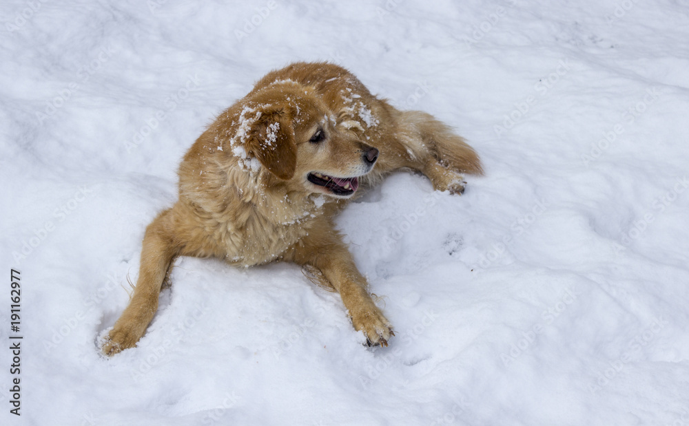 Chien heureux dans la neige