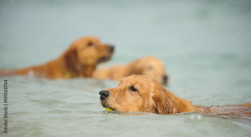 Three Golden Retriever dogs outdoor portrait all swimming together Three Golden Retriever dogs outdoor portrait all swimming together