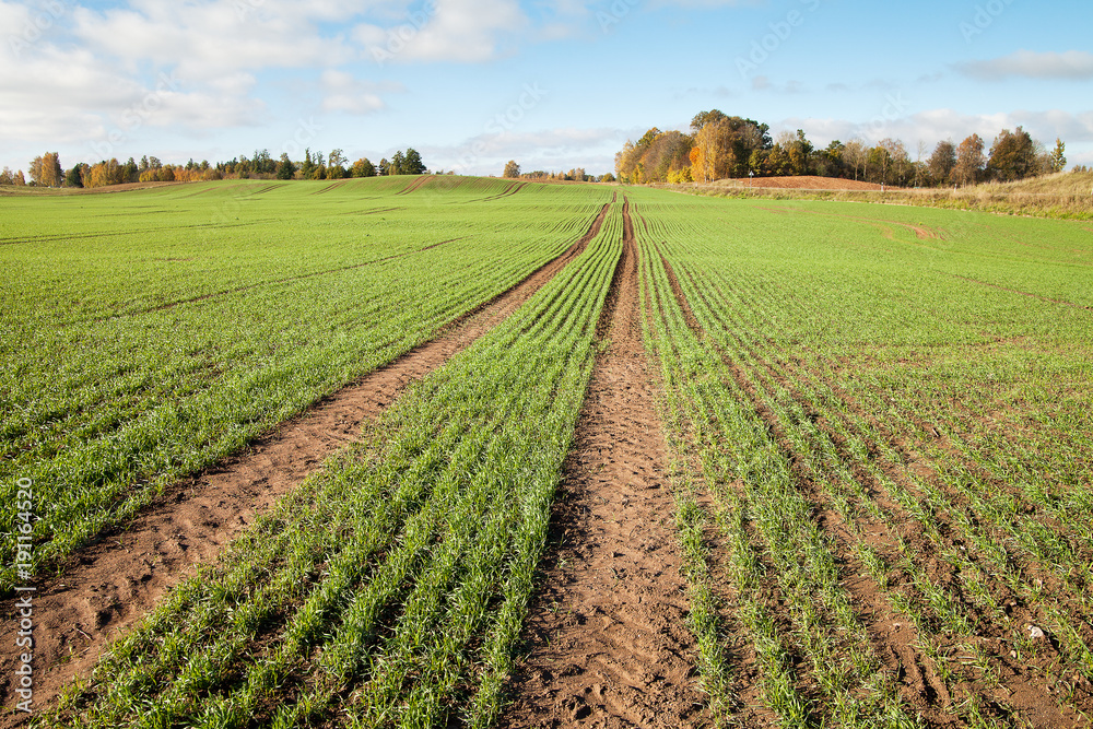 New wheat field in autumn time. New wheat field in autumn time.