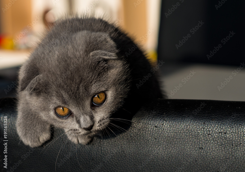 Fototapeta premium Katze