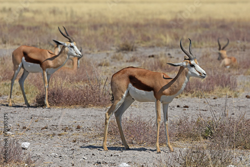 Springböcke (Antidorcas marsupialis) im Etosha Nationalpark (Namibia)