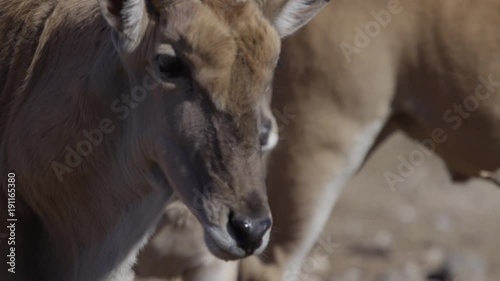 african elan african animal of prey in a herd desert life