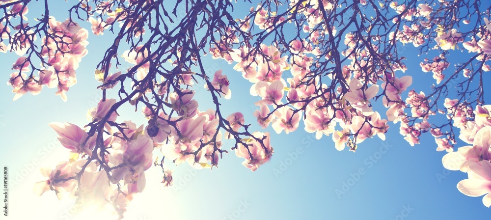 Magnolien Blüte im Frühling - obrazy, fototapety, plakaty 