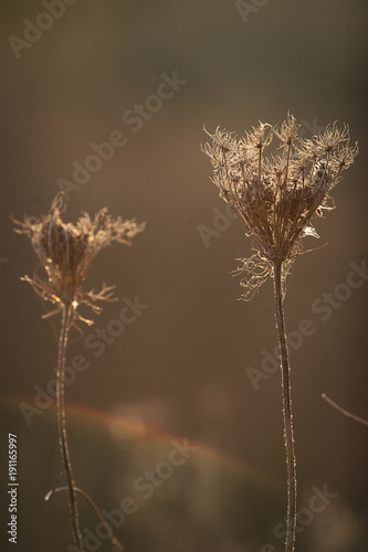 Wild meadow flowers in the sunshine, sun beams shining trough the trees and tall grass  © Urte Baranauskaite