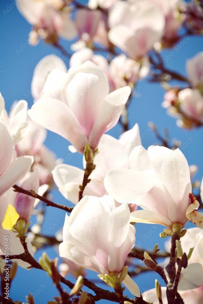 Naklejka premium Grußkarte - Magnolien Blüte im Frühling