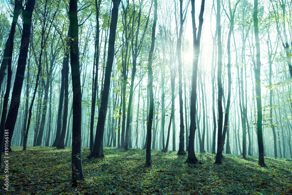 Obraz premium Fantasy forest.