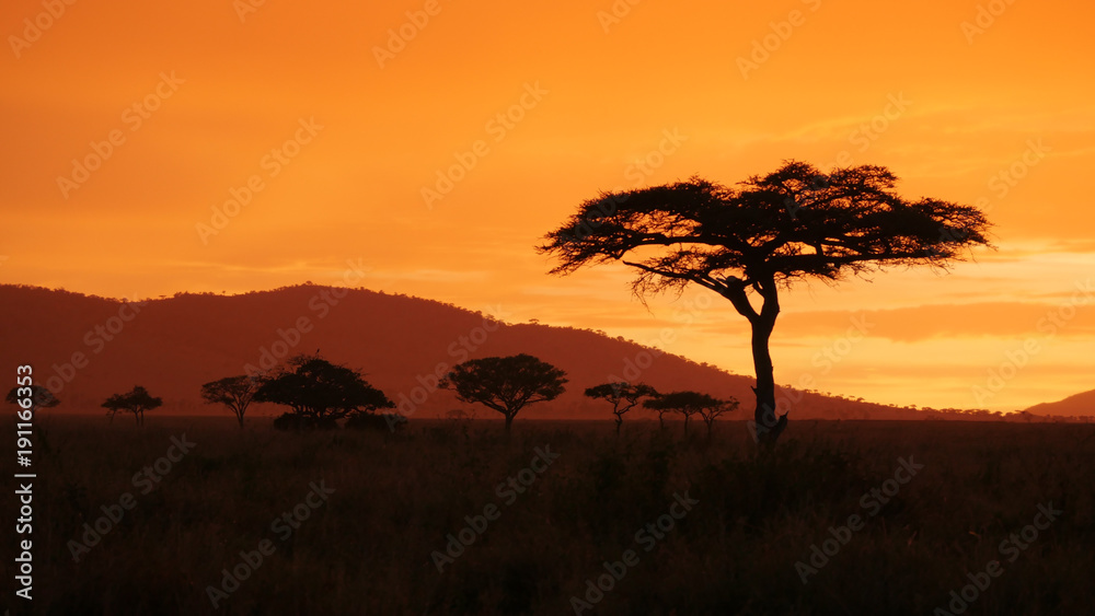 African golden sunset with Acacia tree in Serengeti Tanzania