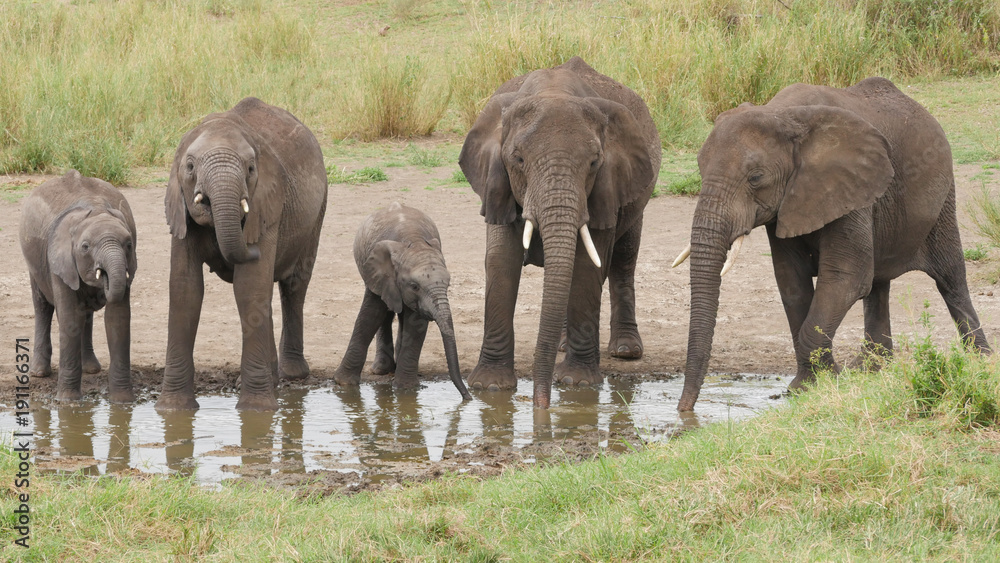 Fototapeta premium A herd of Elephants drink water at hole