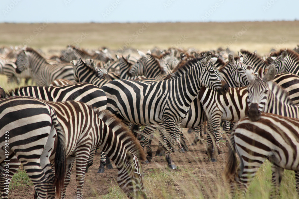 Fototapeta premium Zebras grazing in Serengeti National park Tanzania