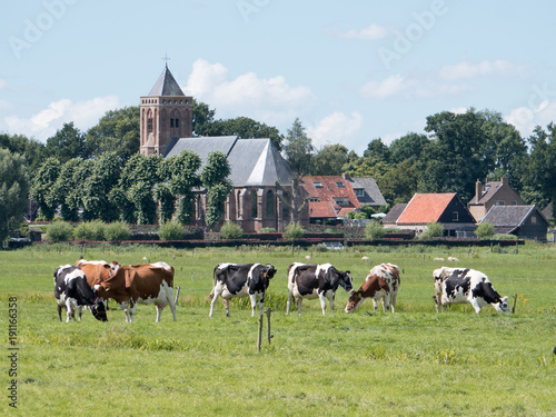 Dutch cows grazing in the meadow