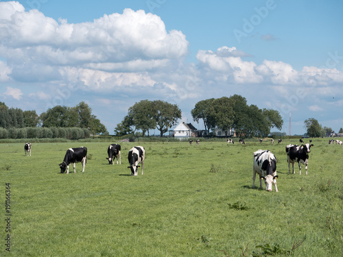 Dutch cows grazing in the meadow
