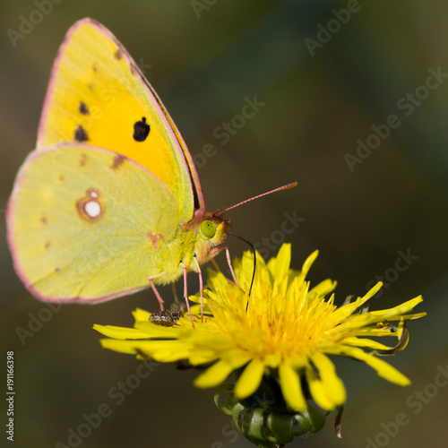 Yellow butterfly with funny look on yellow flower © Marco