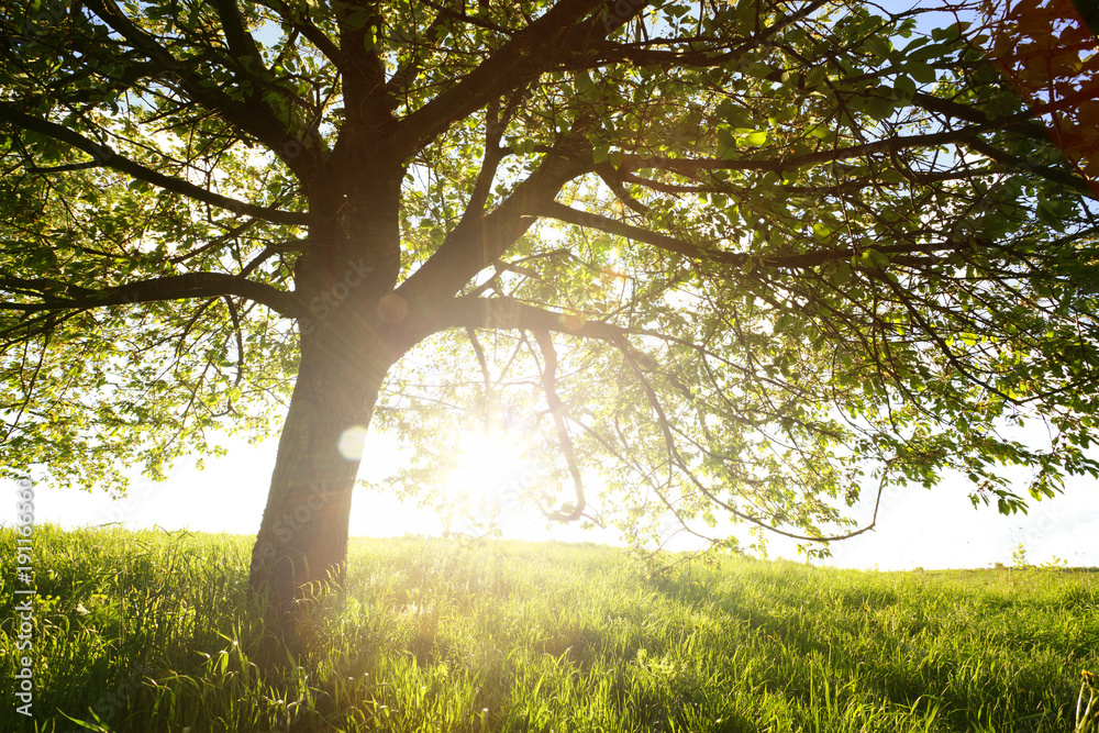 Fototapeta premium Green meadow