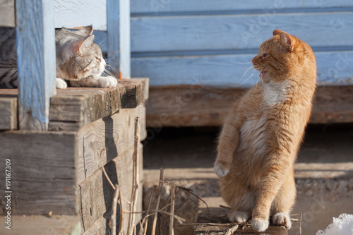 the mistrustful cat sits on a porch and lours photo