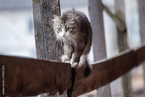 the mistrustful cat sits on a porch and lours photo