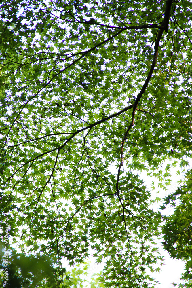 Large branch of Japanese fullmoon maple leaves against the sun Large branch of Japanese fullmoon maple leaves against the sun