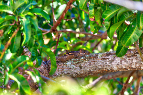 Der Squirrel, ein kleines Streifenhörnchen, sitzt auf einem Ast im grünen Mangobaum. in Asien auf der bezaubernden tropischen Insel Sri Lanka