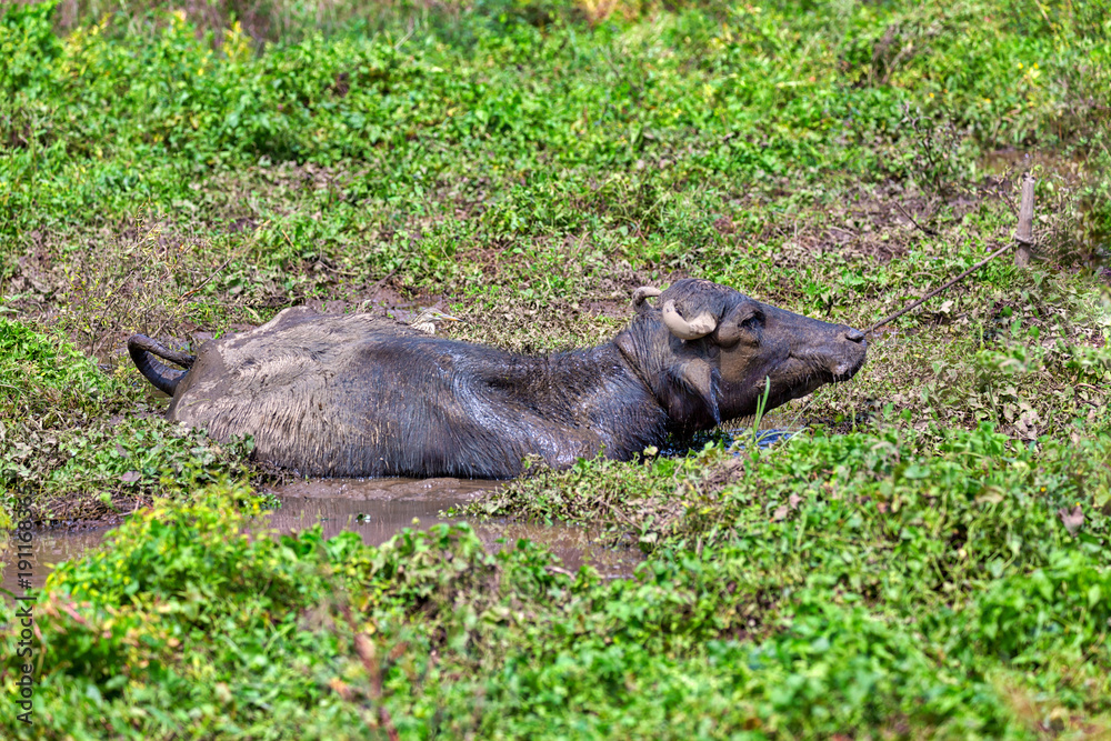 Ein Wasserbüffel genießt die Zeit in einem schlammigen Tümpel auf der bezaubernden tropischen Insel Sri Lanka im Indischen Ozean Ein Wasserbüffel genießt die Zeit in einem schlammigen Tümpel auf der bezaubernden tropischen Insel Sri Lanka im Indischen Ozean