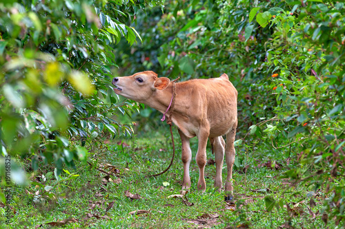Eine junge Kuh frisst Blätter von einem Zimtstrauch in der Wildnis der bezaubernden tropischen Insel Sri Lanka im Indischen Ozean