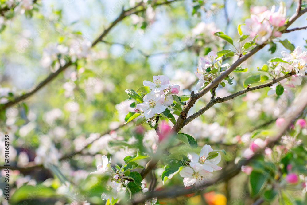 Pink blooms of apple tree with blurred background. Spring flowers on Easter sunny day. Selective focus. Space for text