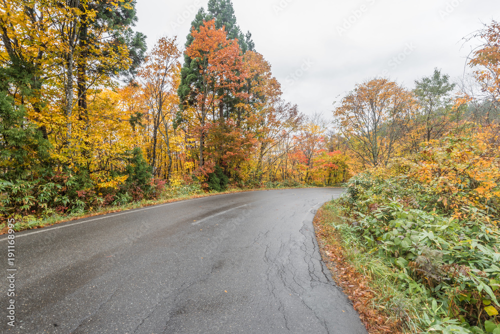 Naklejka premium Autumn road