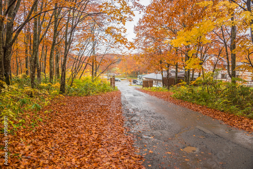 Autumn road