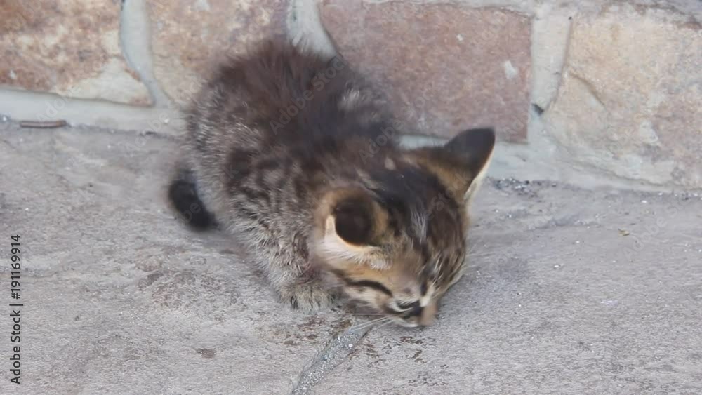 Little kitty eating a green lizard. A grey kitten avidly eats lizard Little kitty eating a green lizard. A grey kitten avidly eats lizard