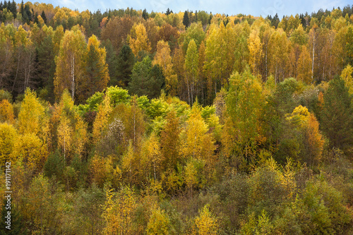 Panorama of the autumn forest on a clear Sunny day. Coast of the Volga river