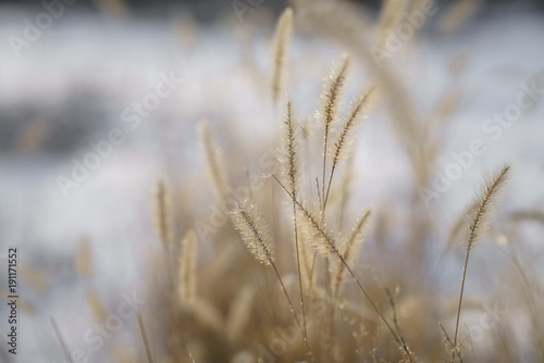 Spikelets of grass in the snow.