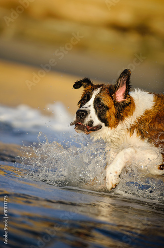 Fototapeta Naklejka Na Ścianę i Meble -  Saint Bernard dog outdoor portrait running in ocean water